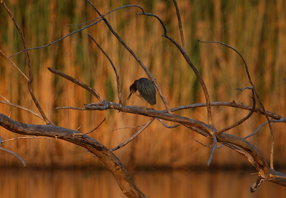 Green Heron