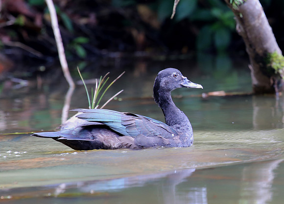 Muscovy Duck - Laguna Lagarto, Costa Rica