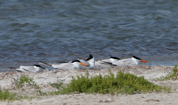 Royal Tern Atascosa National Wildlife Refuge Texas