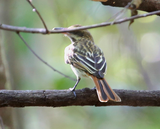 Sulpher-bellied Flycatcher - Casa Solimar, Costa Rica