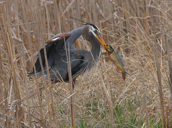 Great Blue Heron with fish