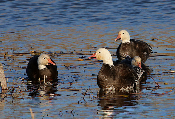 Snow Goose - Blue Morph