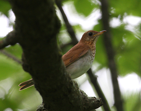 Veery