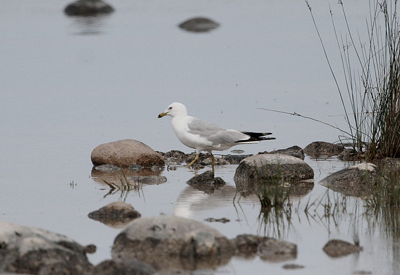 Ring-billed Gull