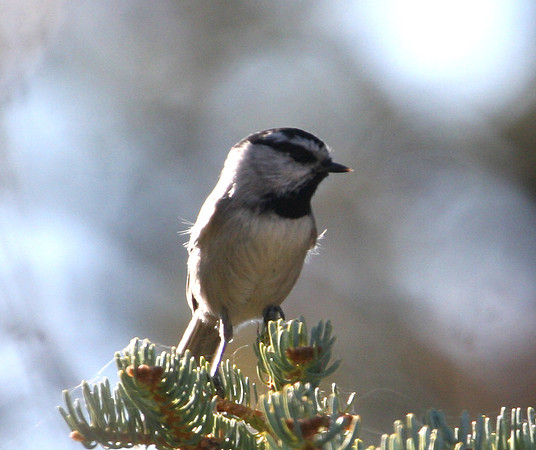 Mountain Chickadee