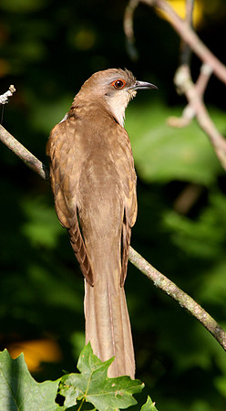 Black-billed Cuckoo