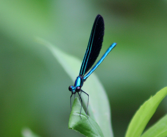 Ebony Jewelwing