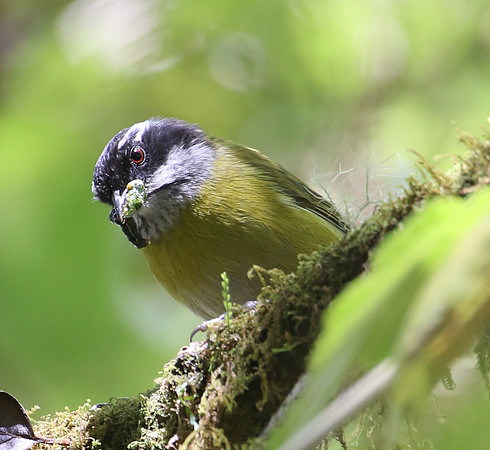 Sooty-capped Chlorospingus - Suria, Costa Rica
