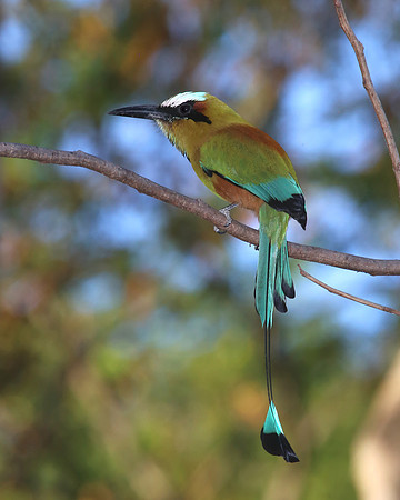 Turquoise-browed Motmot - Casa Solimar, Costa Rica