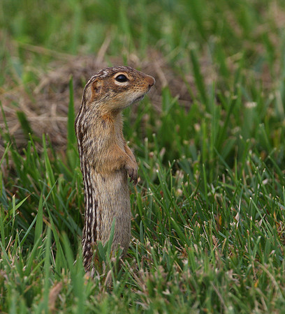 Thirteen-lined Ground Squirrel