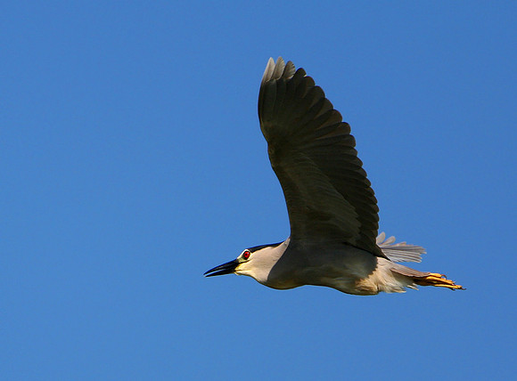Black Crowned Night Heron