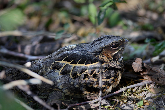 Common Pauraque