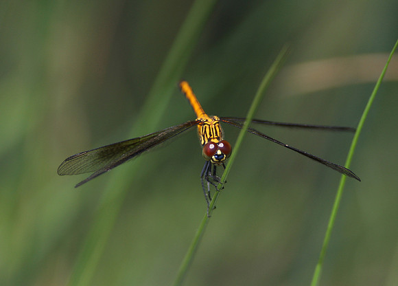 Seaside Dragonlet