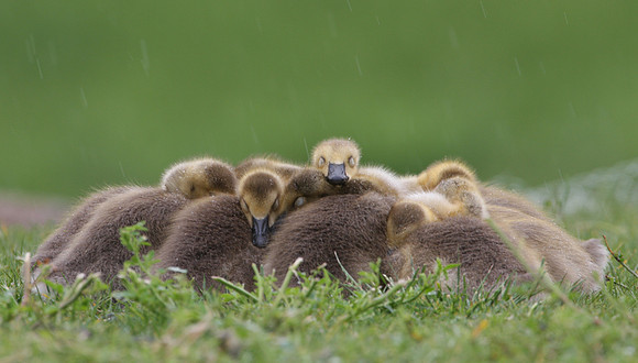 Canada Goose Chicks