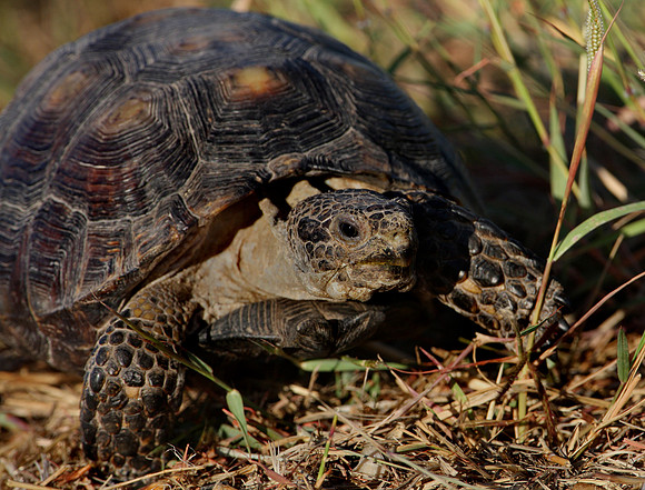 Berlandier's Tortoise - Atascosa NWR Texas