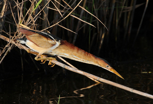 Least Bittern - Anahuac National Wildlife Refuge, Texas.
