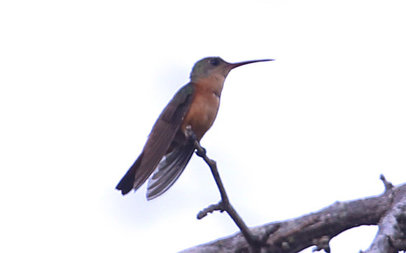 Cinnamon Hummingbird