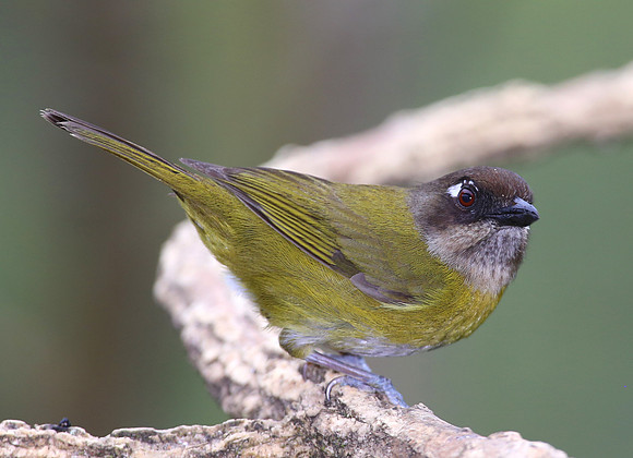 Common Chlorospingus - Costa Rica