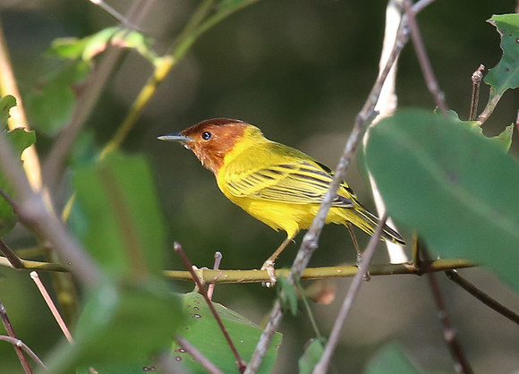 Mangrove Warbler (Yellow) - Tarcol River, Costa Rica