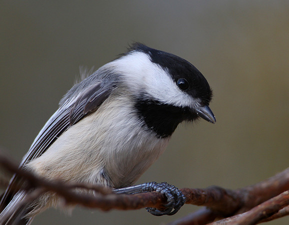 Black-capped Chickadee