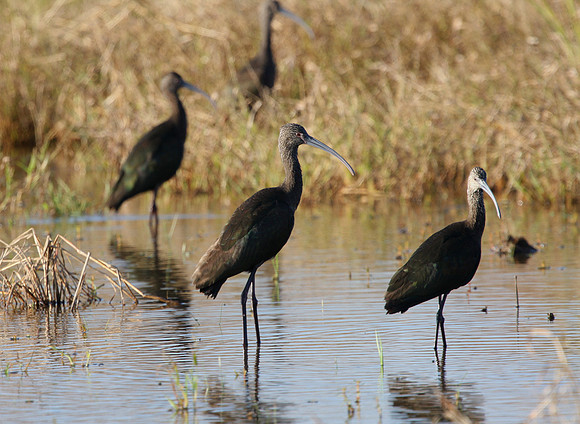 White-faced Ibis