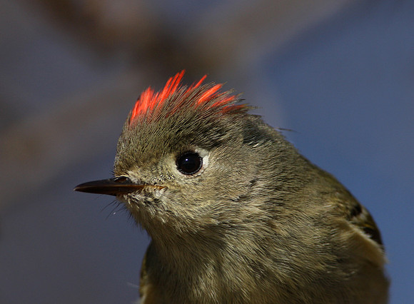 Ruby-crowned Kinglet
