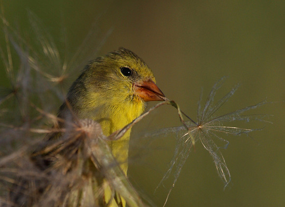 American Goldfinch on Goatsbeard