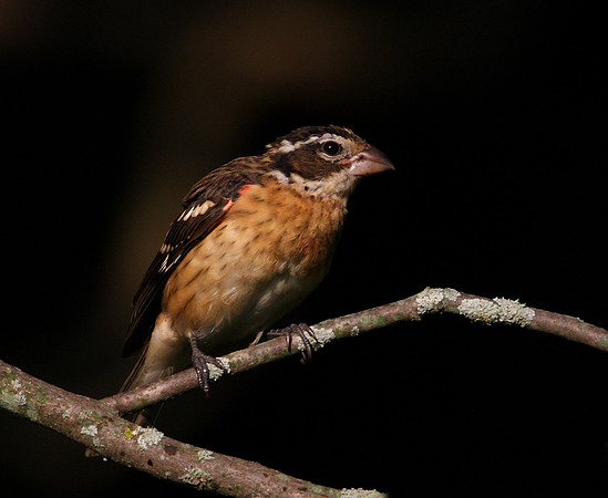 Rose-breasted Grosbeak