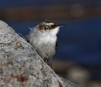 Brown Creeper