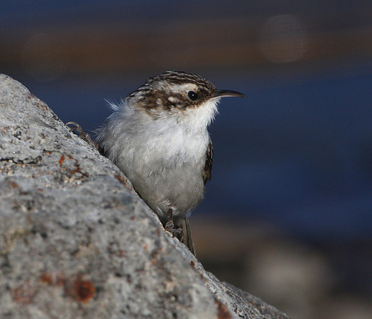 Brown Creeper