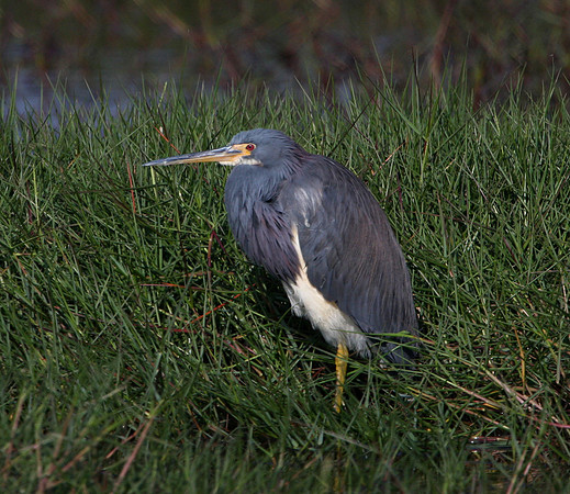 Tricolored Heron