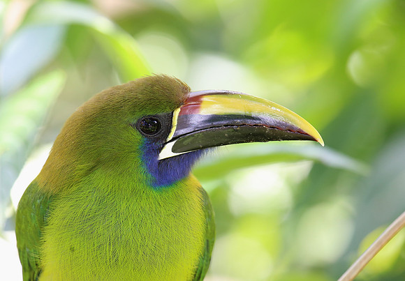 Emerald Toucanet - Costa Rica
