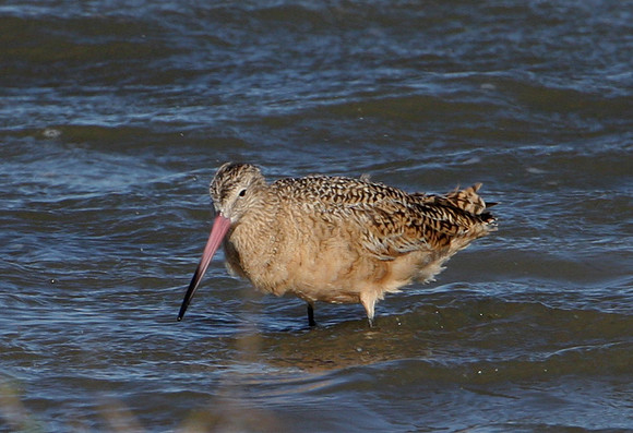 Marbled Godwit