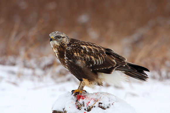 Rough-legged Hawk