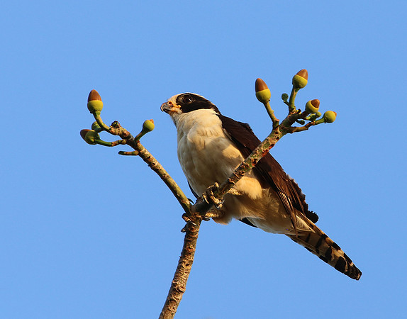 Laughing Falcon - Casa Solimar, Costa Rica