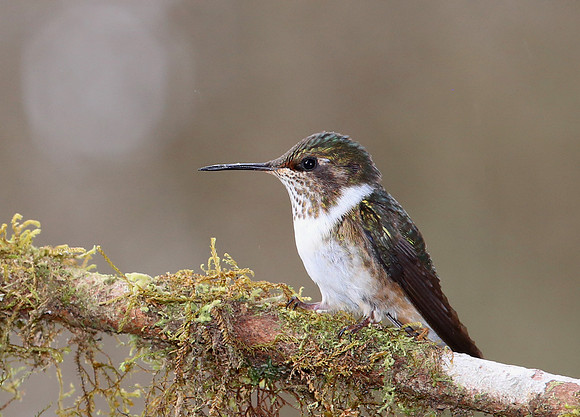 Volcano Hummingbird - Suria, Costa Rica