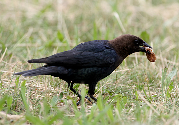 Brown-headed Cowbird