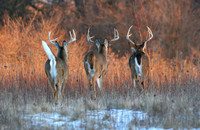 White-tailed Deer In The Sunset