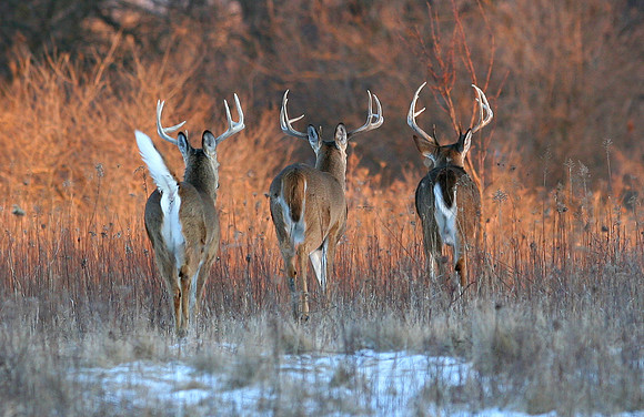 White-tailed Deer In The Sunset
