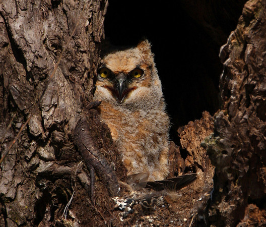 Great Horned Owl