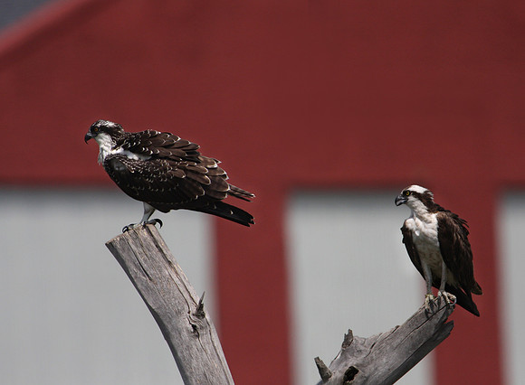Osprey