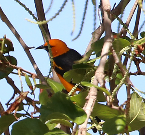 Spot-breasted Oriole - Casa Solimar, Costa Rica