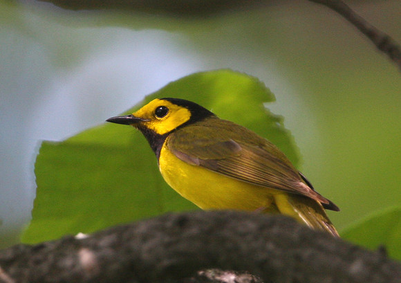 Hooded Warbler