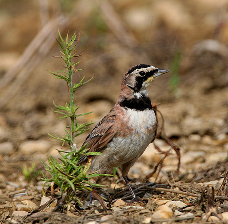 Horned Lark
