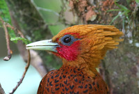 Chestnut-colored Woodpecker - Laguna Lagarto, Costa Rica