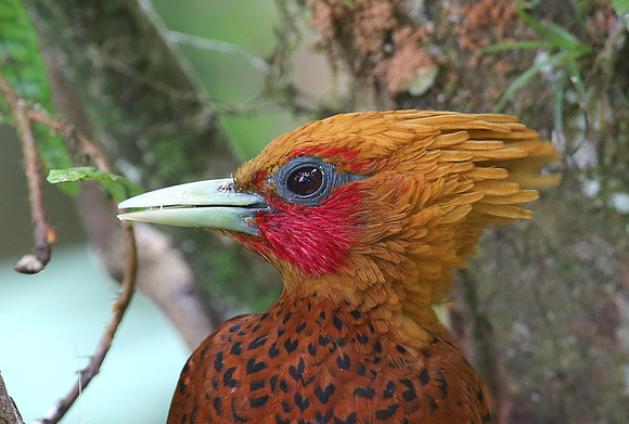 Chestnut-colored Woodpecker - Laguna Lagarto, Costa Rica