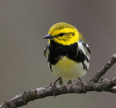 Black-throated Green Warbler