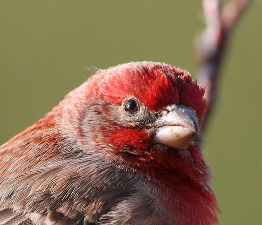 House Finch