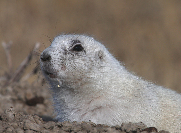 Black-tailed Prairie Dog - Badlands, South Dakota