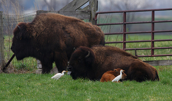 Cattle Egret and American Bison